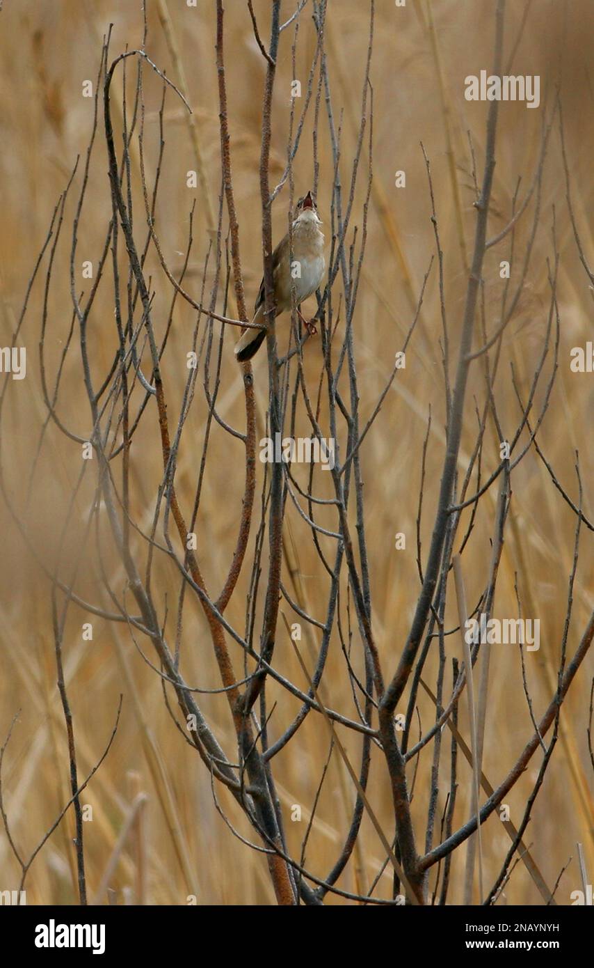 Savi's Warbler (Locustella luscinioides) male in dead willow in reed bed singing  Poland     May Stock Photo