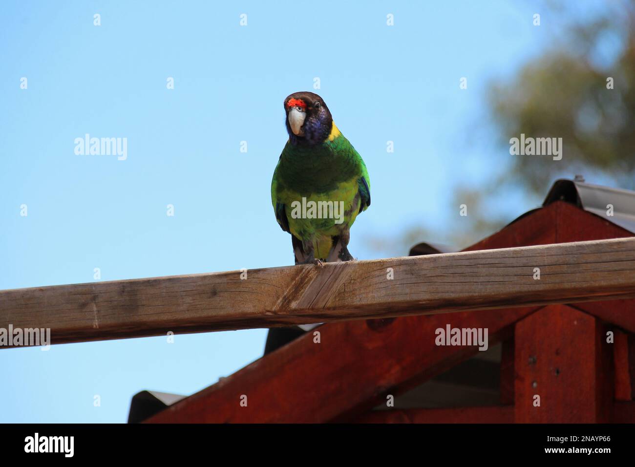 Australian voyage hi-res stock photography and images - Alamy