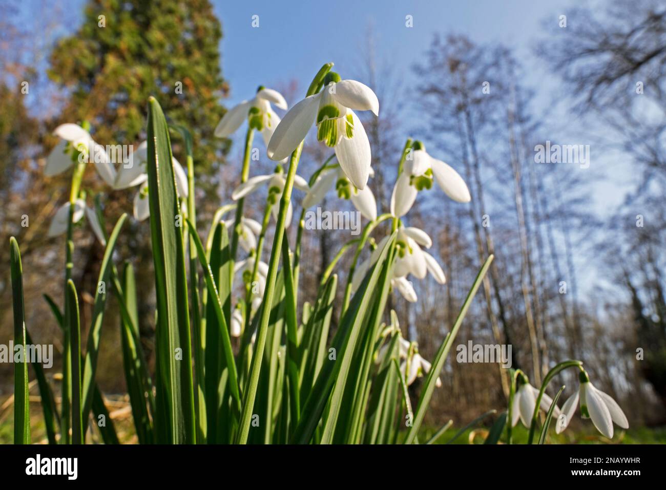 Common snowdrops (Galanthus nivalis / Chianthemum nivale) white flowers blooming in forest in winter Stock Photo