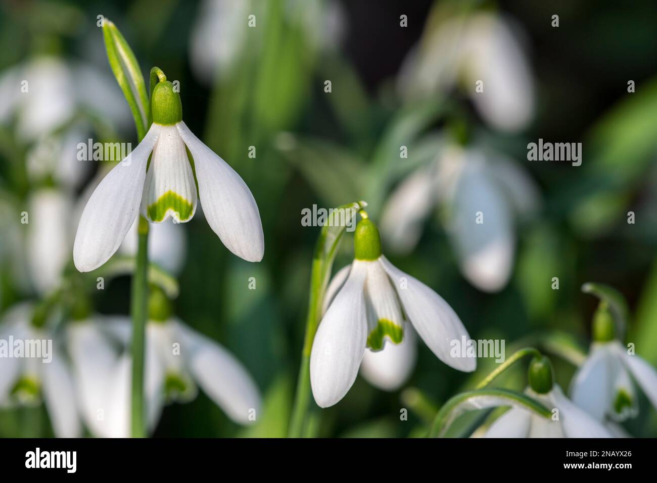 Common snowdrops (Galanthus nivalis / Chianthemum nivale) white flowers blooming in forest in winter Stock Photo