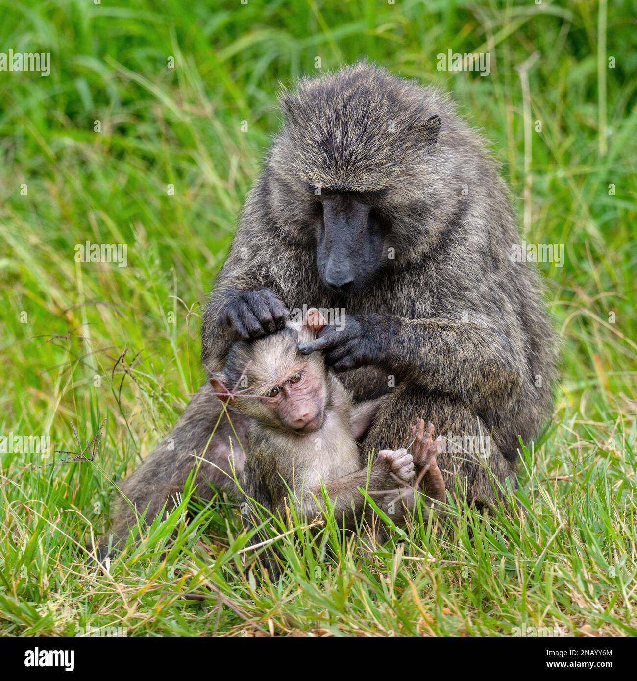 A baboon mother attentively grooms a youngster in the grass somewhere in Uganda.  The hands and fingers are easy to see in the image. Stock Photo