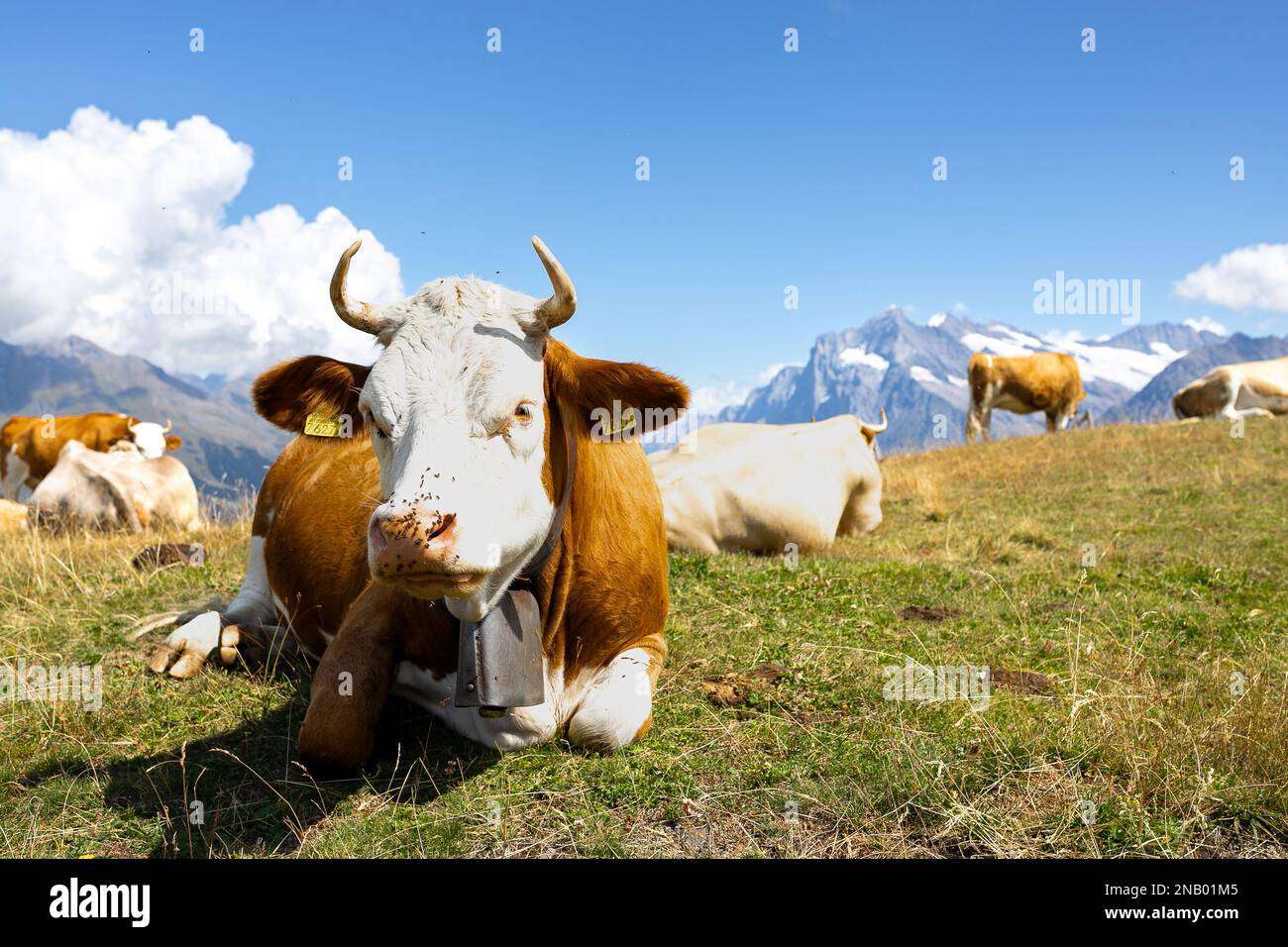 Swiss cows with a view of the Bernese Alps, Eiger Glacier, at ...