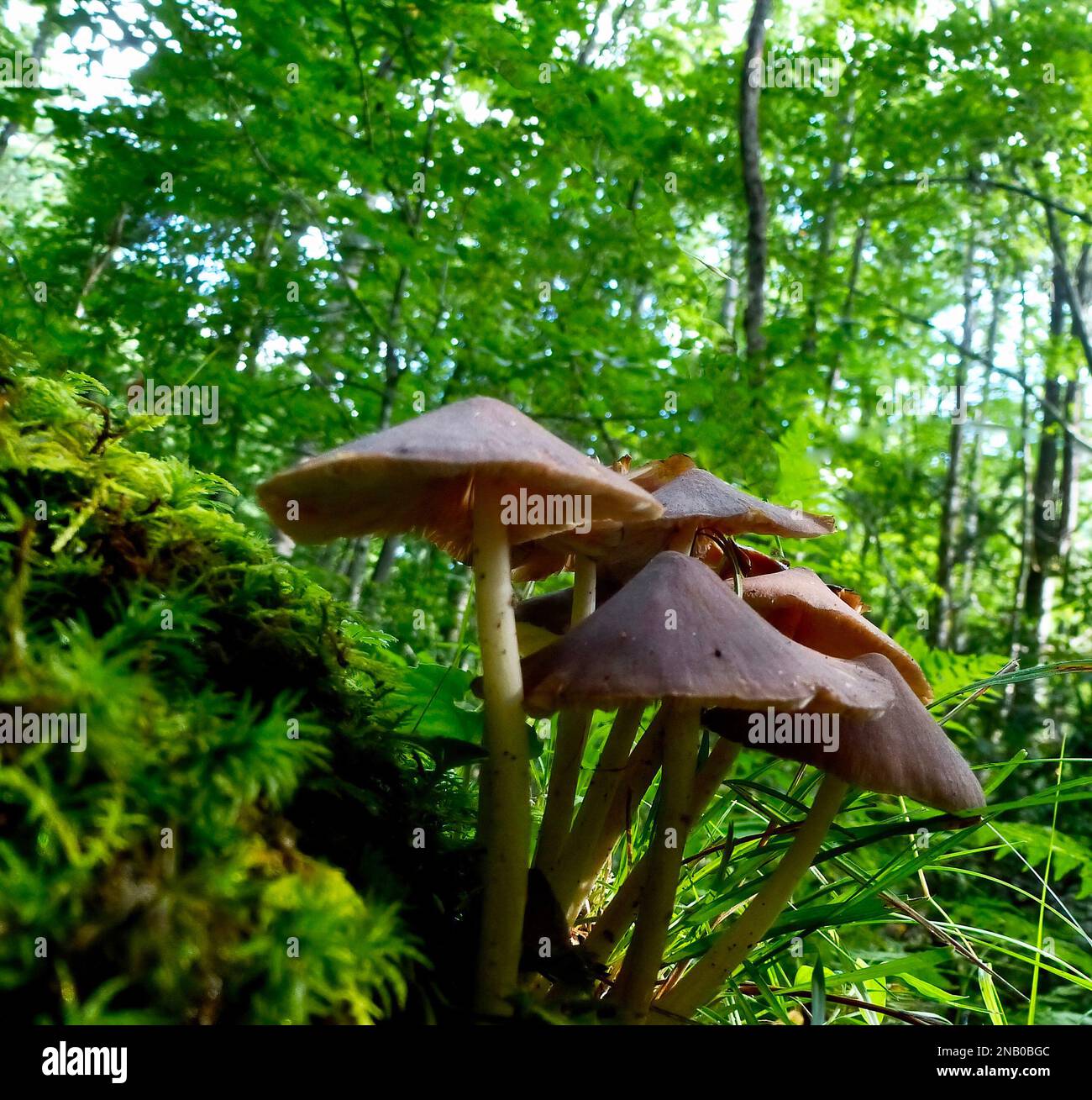 A straight-stalked entoloma, mushroom in a forest Stock Photo