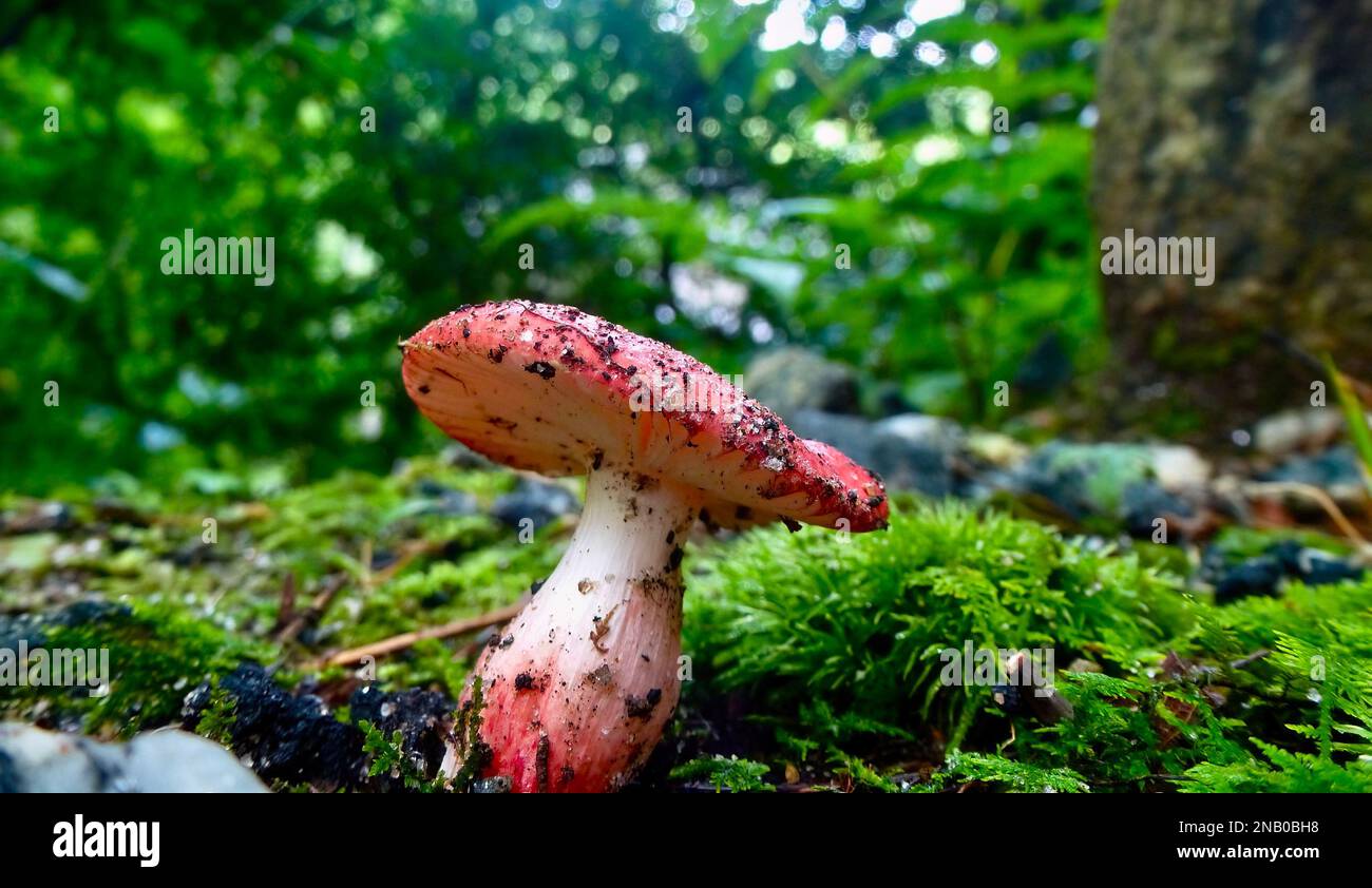 A rosy russula brittlegills mushroom in a forest Stock Photo Alamy