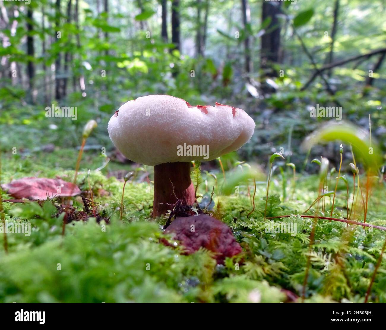 A Chestnut bolete, Gyroporus castaneus, mushroom in a forest Stock Photo