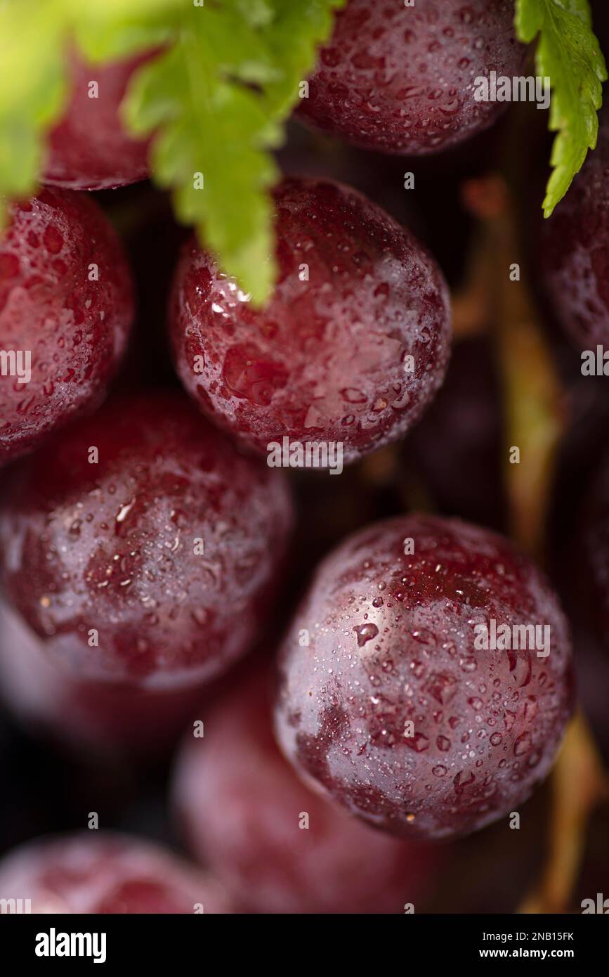 Macro Photos of grapes. CloseUps shots of grapes Stock Photo Alamy