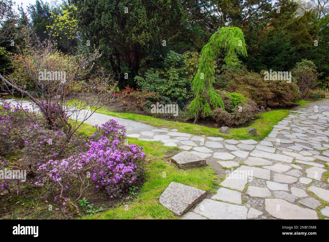 Excellent stone garden path and purple Rhododendon bush blossoms and