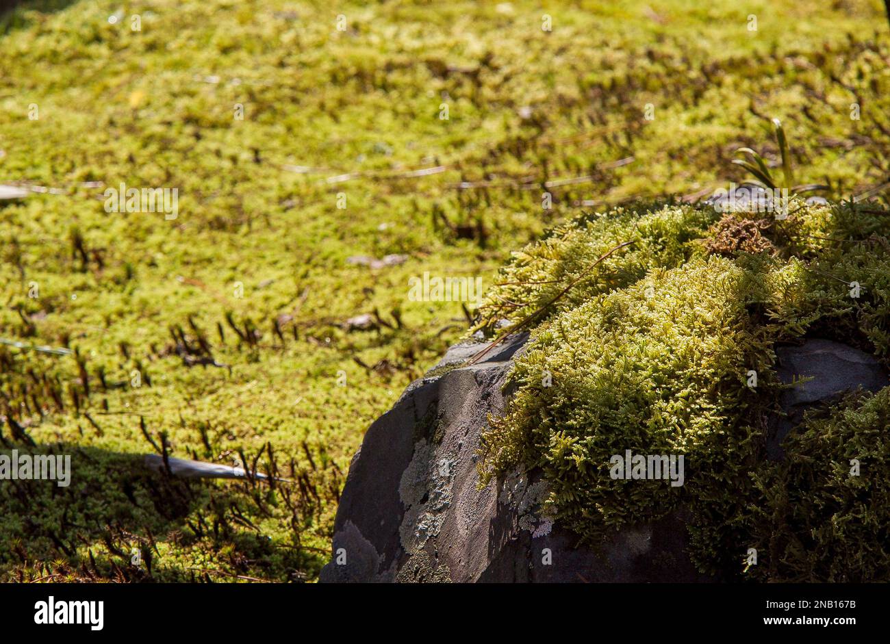 Moss next to Moss garden Kokedera (Saihoji) in Kyoto . Moss omn stone
