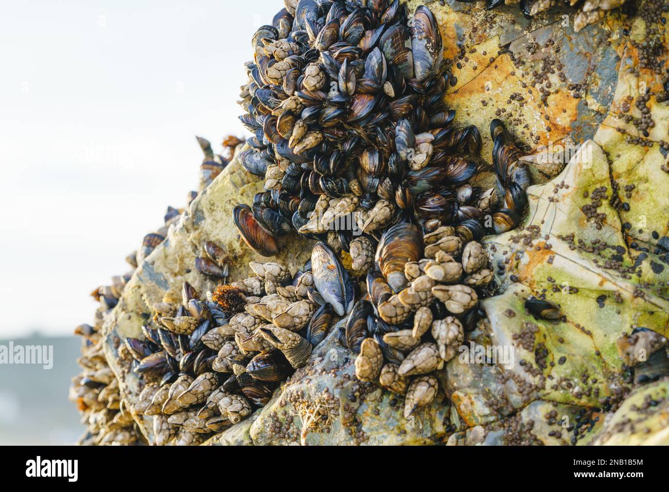 Goose barnacles, or stalked barnacles or gooseneck barnacles, are filter-feeding crustaceans attached to rocks at Avila Beach, California Stock Photo