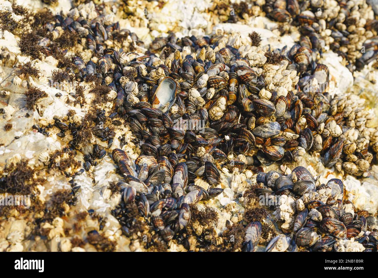Goose barnacles, or stalked barnacles or gooseneck barnacles, are filter-feeding crustaceans attached to rocks at Avila Beach, California Stock Photo