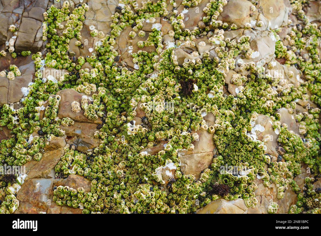 Acorn barnacles, also called rock barnacles, or sessile barnacles,symmetrical shells attached to rocks at Avila Beach, California Stock Photo