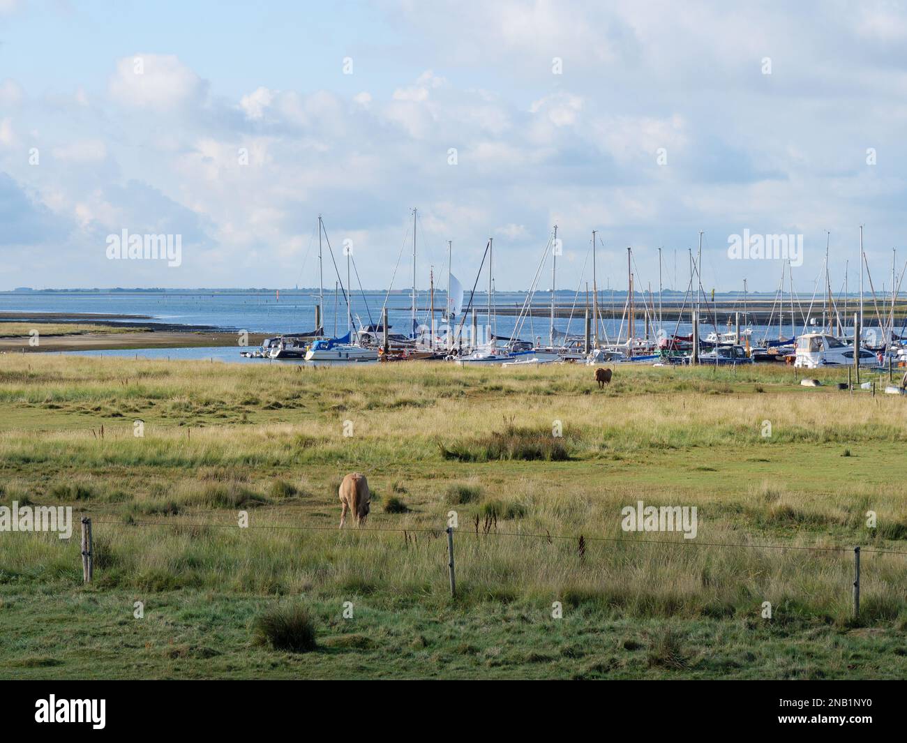 A cow eating in the field and boats row docked on the shoreline in the background at Spiekeroog island, Germany Stock Photo