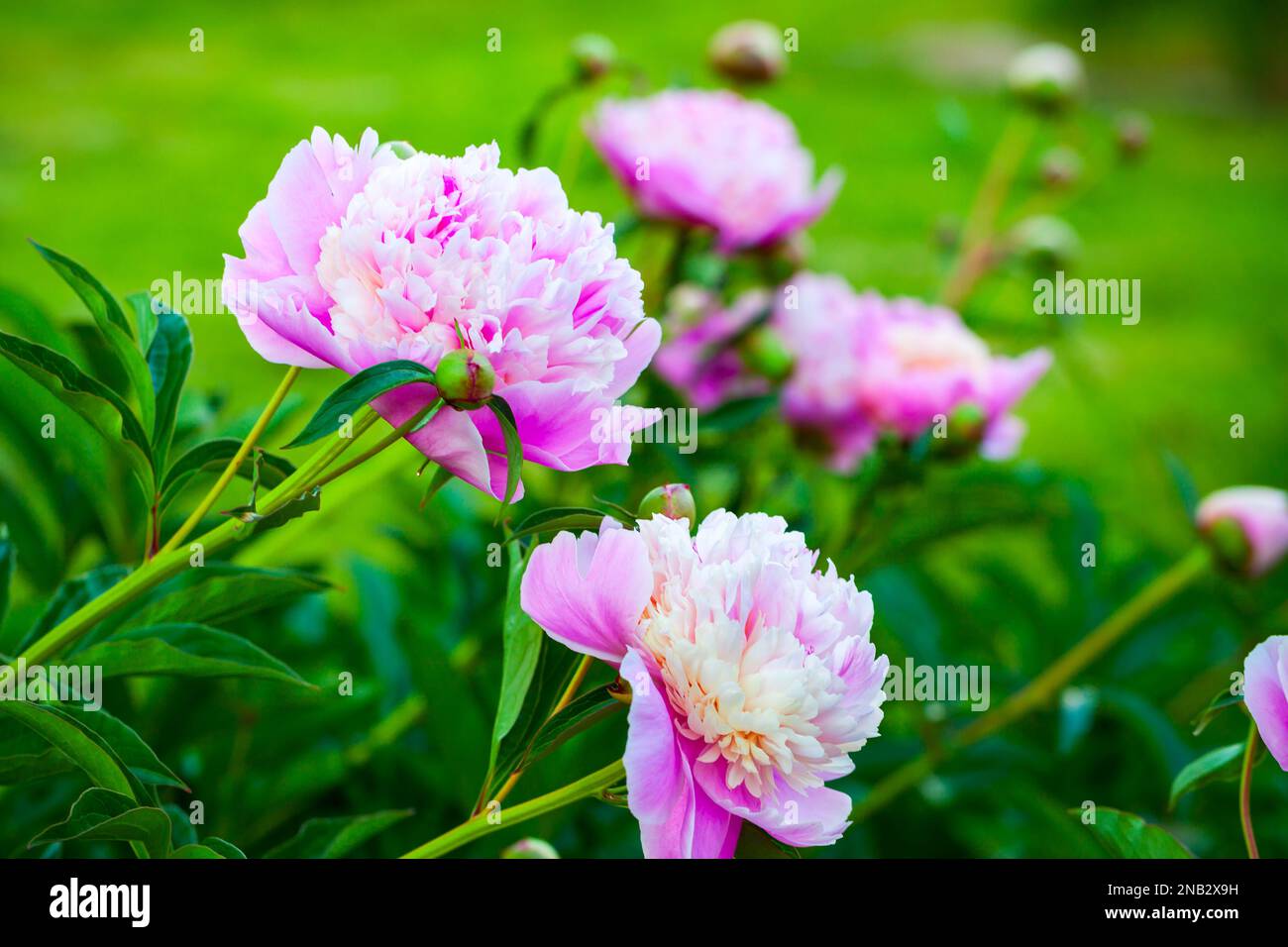 Peony flowers in a summer garden, close up photo with selective soft focus Stock Photo