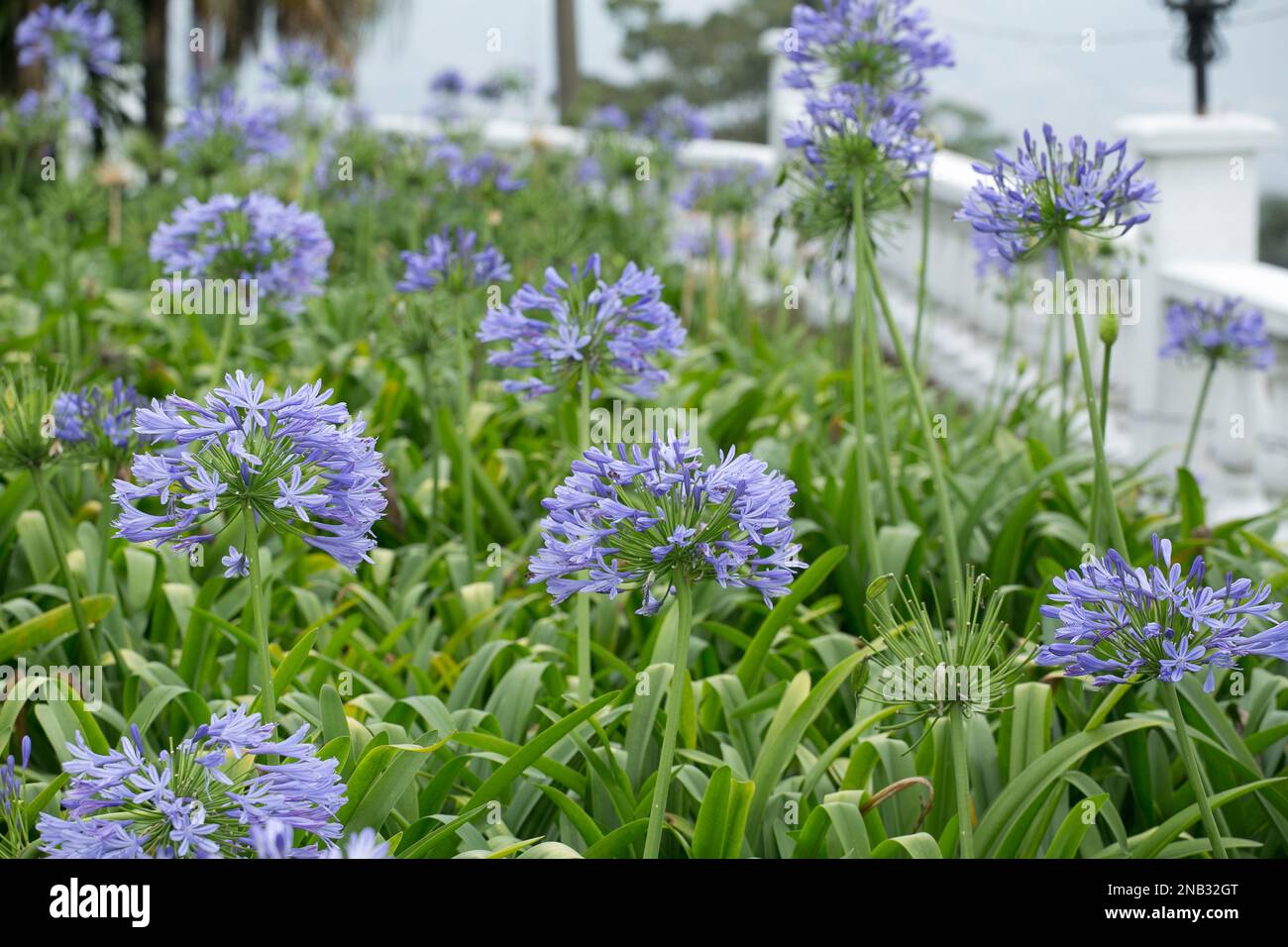Blue agapanthus flower - (Agapanthus umbellatus) Stock Photo