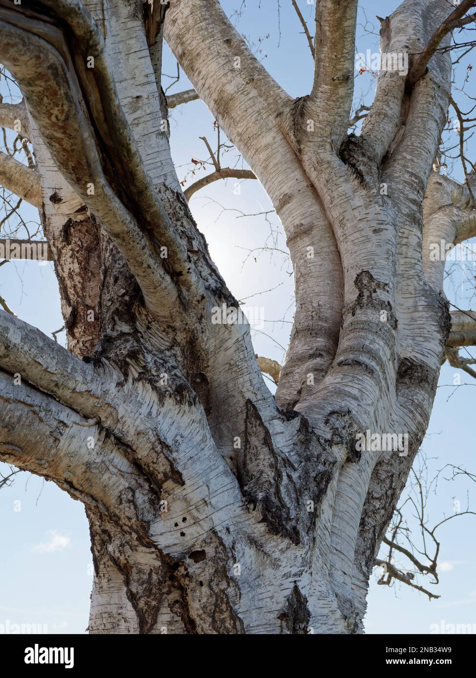 Study of Silver Birch Tree, against the Light, New Forest National Park