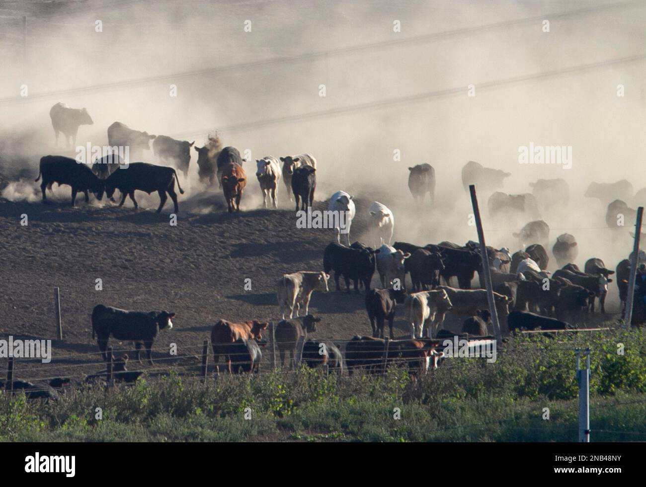 Cattle in a feedlot near Wisner, Neb., Friday, Sept. 30, 2011. (AP