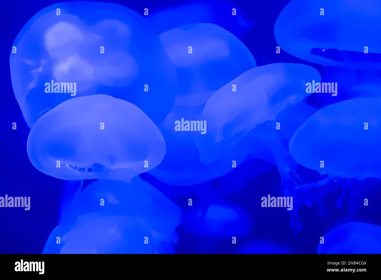 Jellyfish Underwater with glowing medusas moving around in the water. Jellyfish medusa underwater. Jellyfish move in the water on a blue background. Jellyfish close-up gracefully floating. Stock Photo