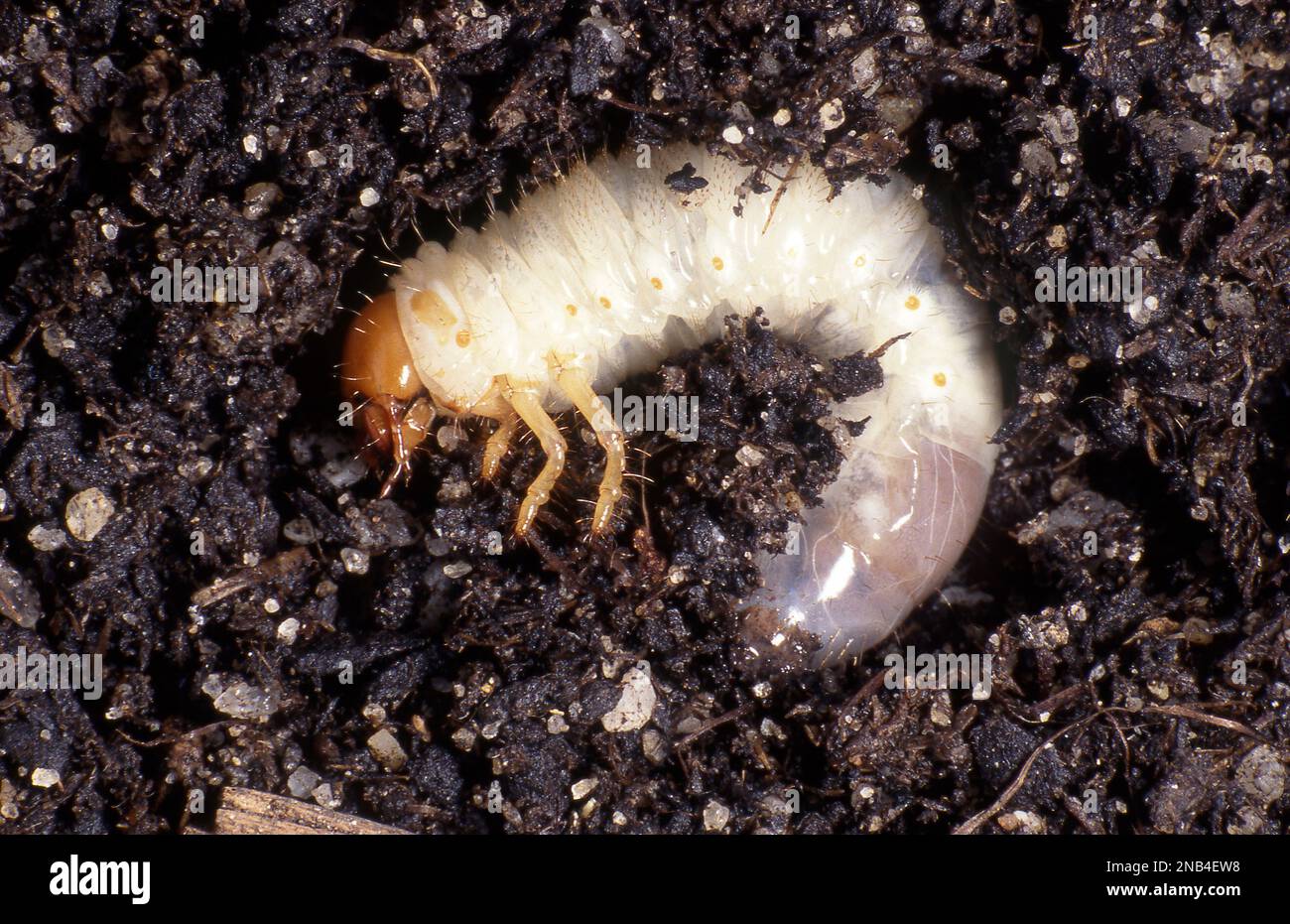 CURL GRUB, THE LARVAE OF THE AFRICAN BEETLE. Stock Photo