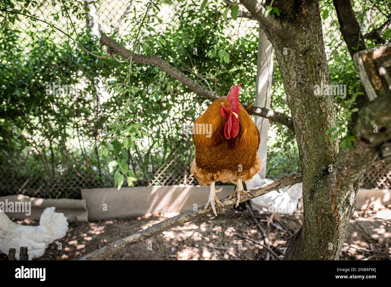 A red handsome rooster stands in a chicken coop. The ecological