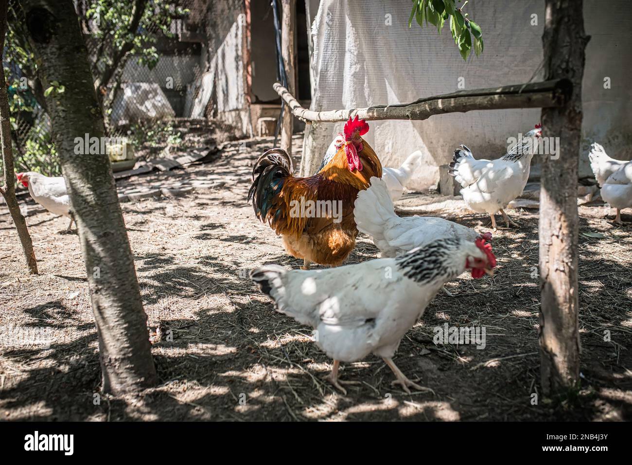 A beautiful rooster in the hen house among the hens. Breeding poultry