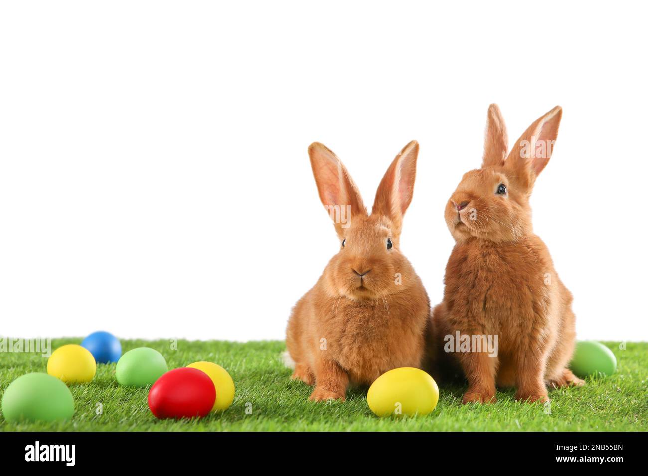 Cute bunnies and Easter eggs on green grass against white background ...