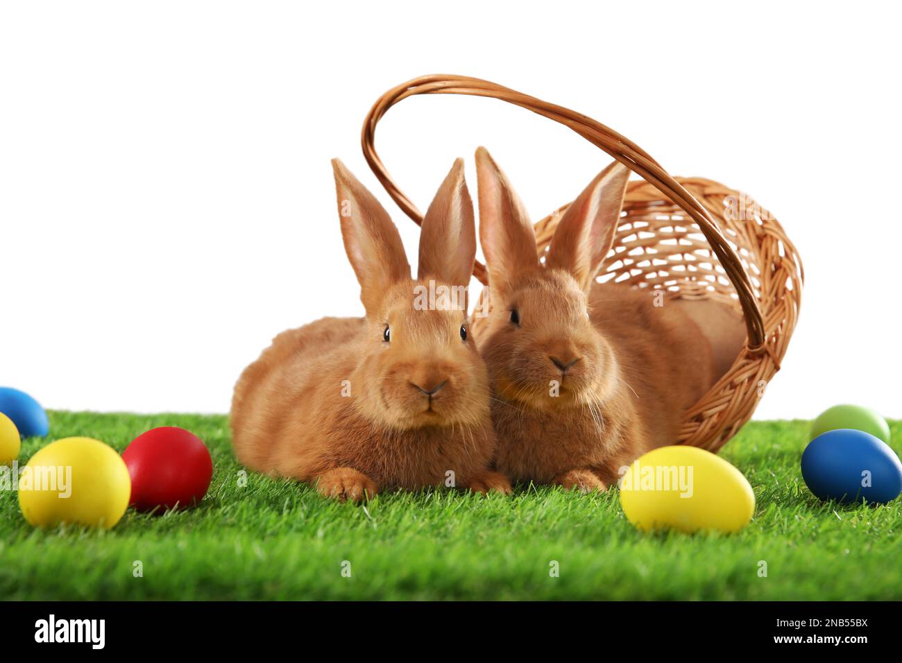 Cute bunnies and Easter eggs on green grass against white background ...