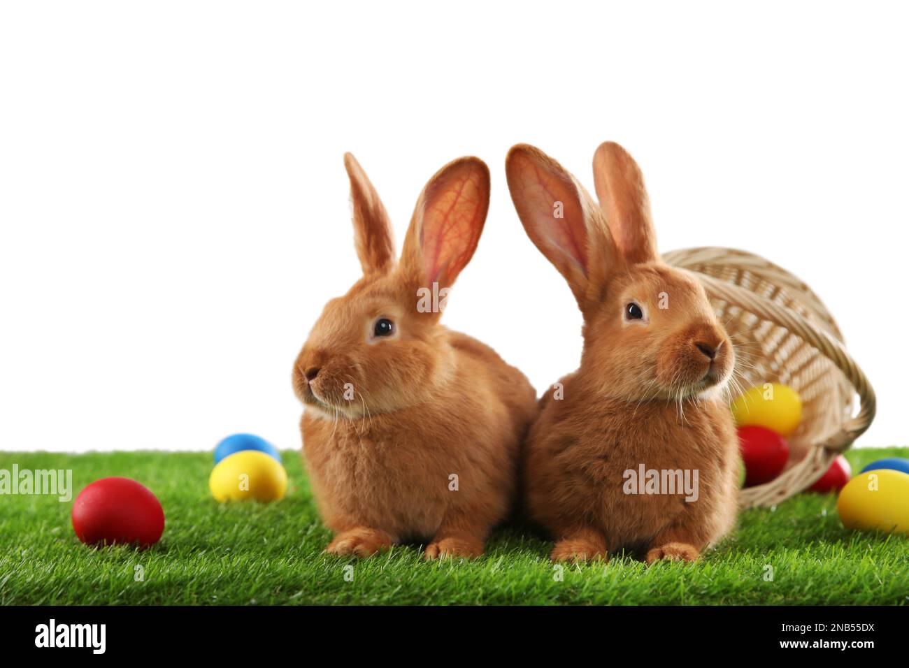 Cute bunnies and Easter eggs on green grass against white background ...