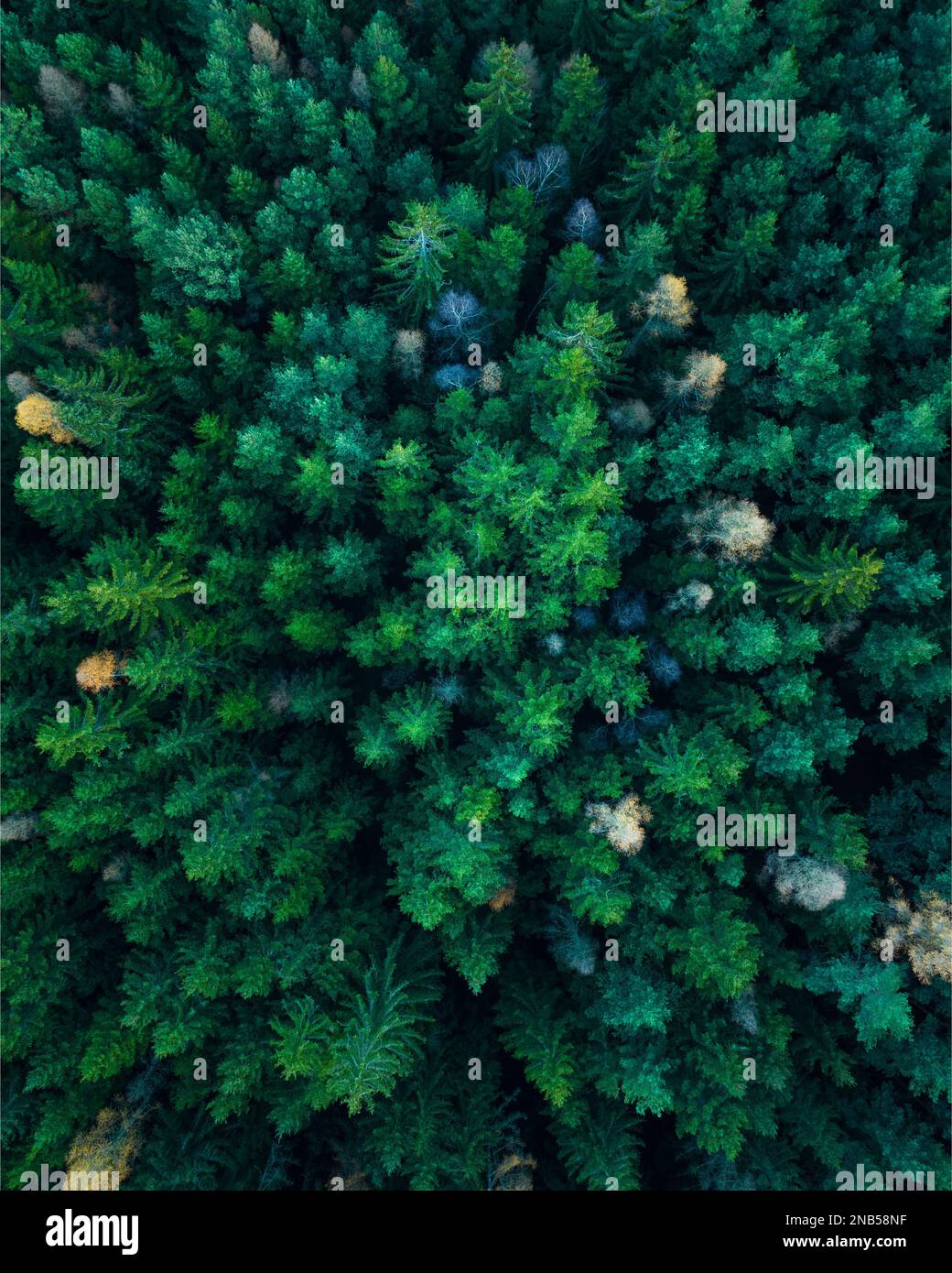A vertical aerial view of green trees in a forest Stock Photo - Alamy
