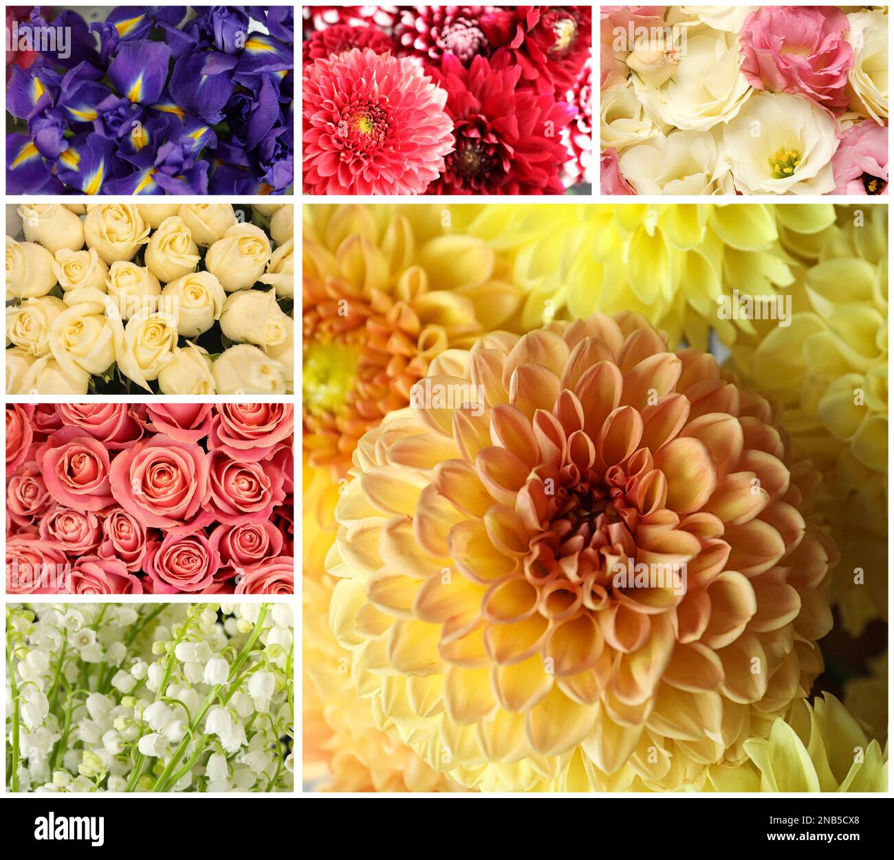 Collage with photos of beautiful fresh flowers Stock Photo - Alamy