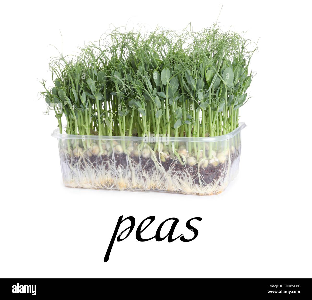 Fresh organic microgreen in plastic container on white background Stock Photo
