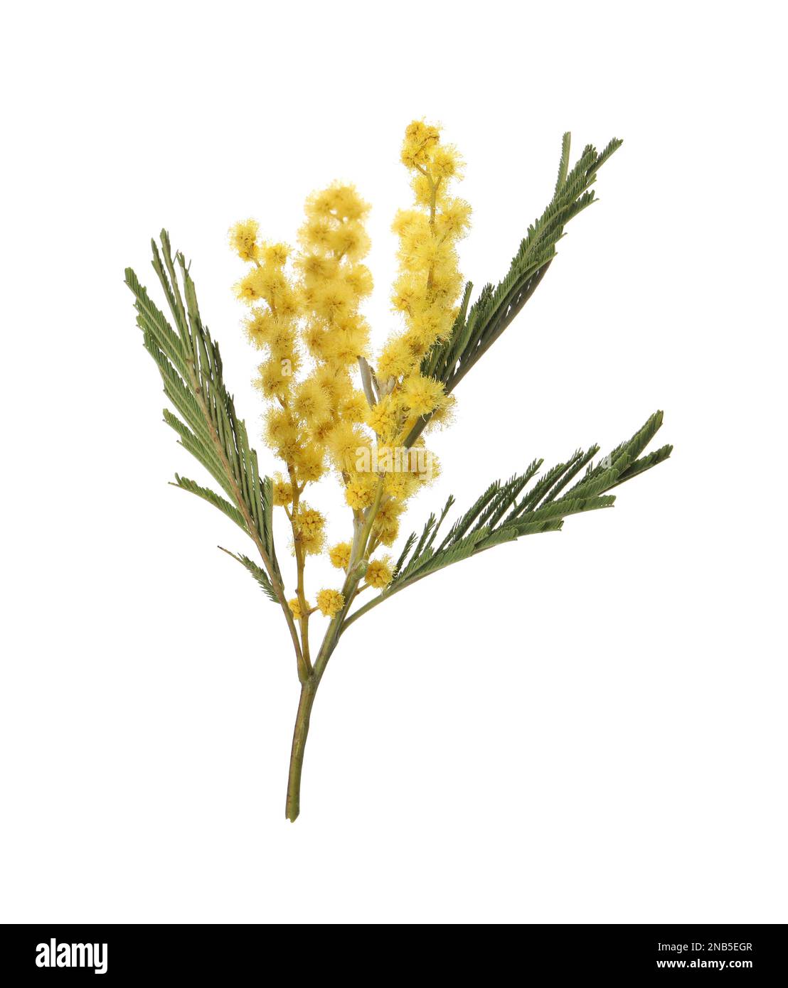 Beautiful mimosa plant with yellow flowers isolated on white Stock Photo