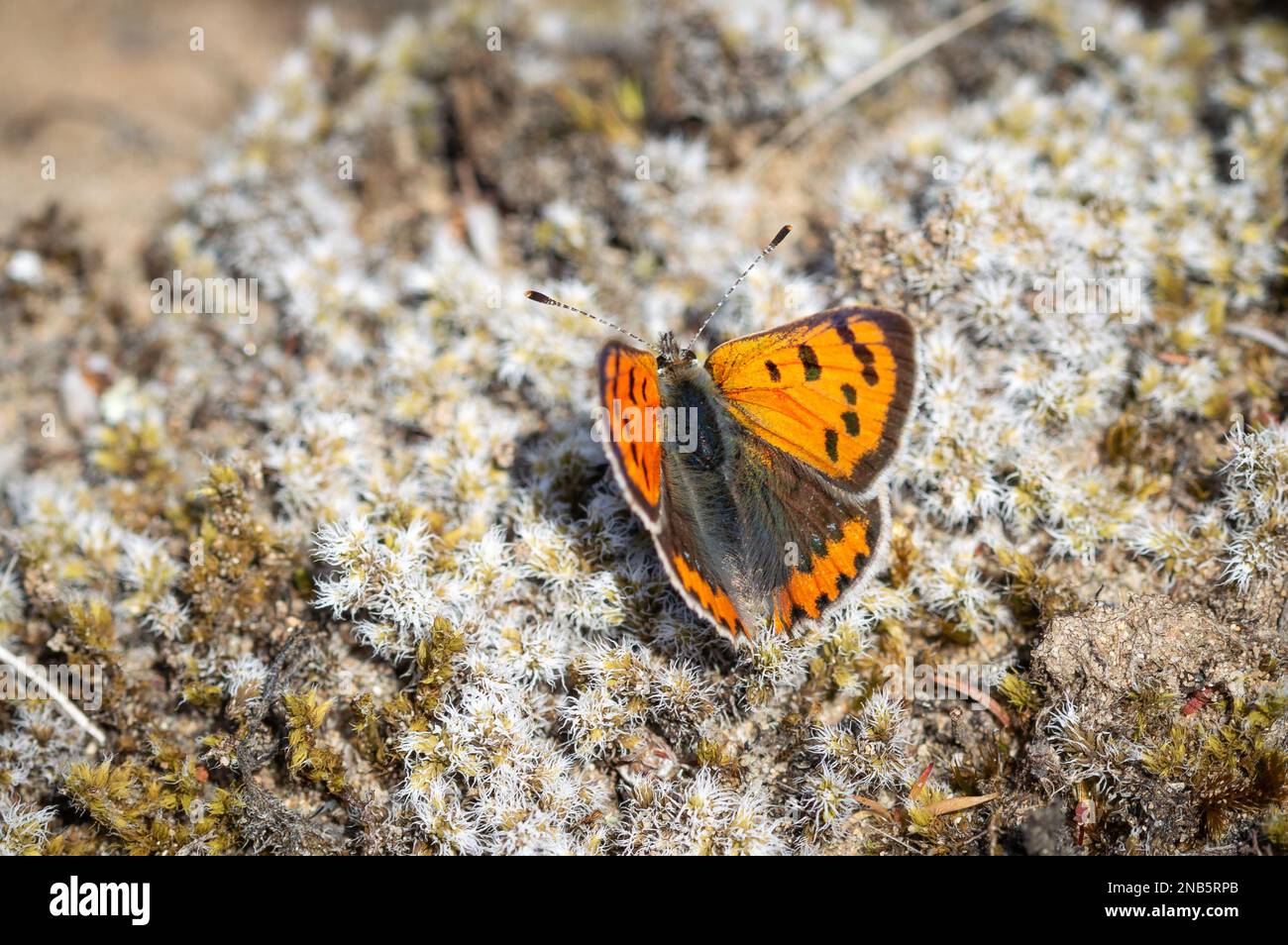 Small Copper butterfly on lichen bed Stock Photo