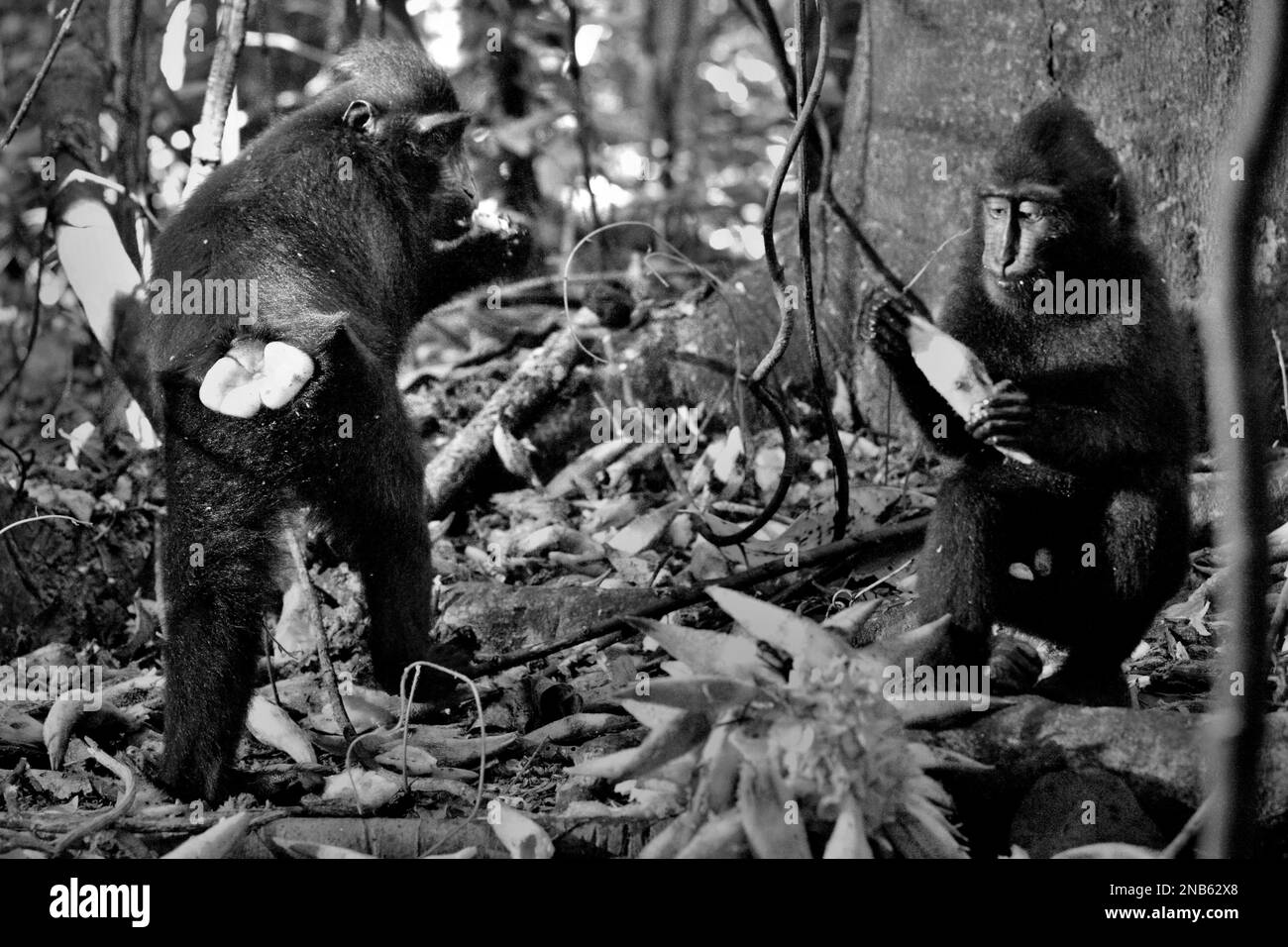 Primate feeding Black and White Stock Photos & Images - Alamy