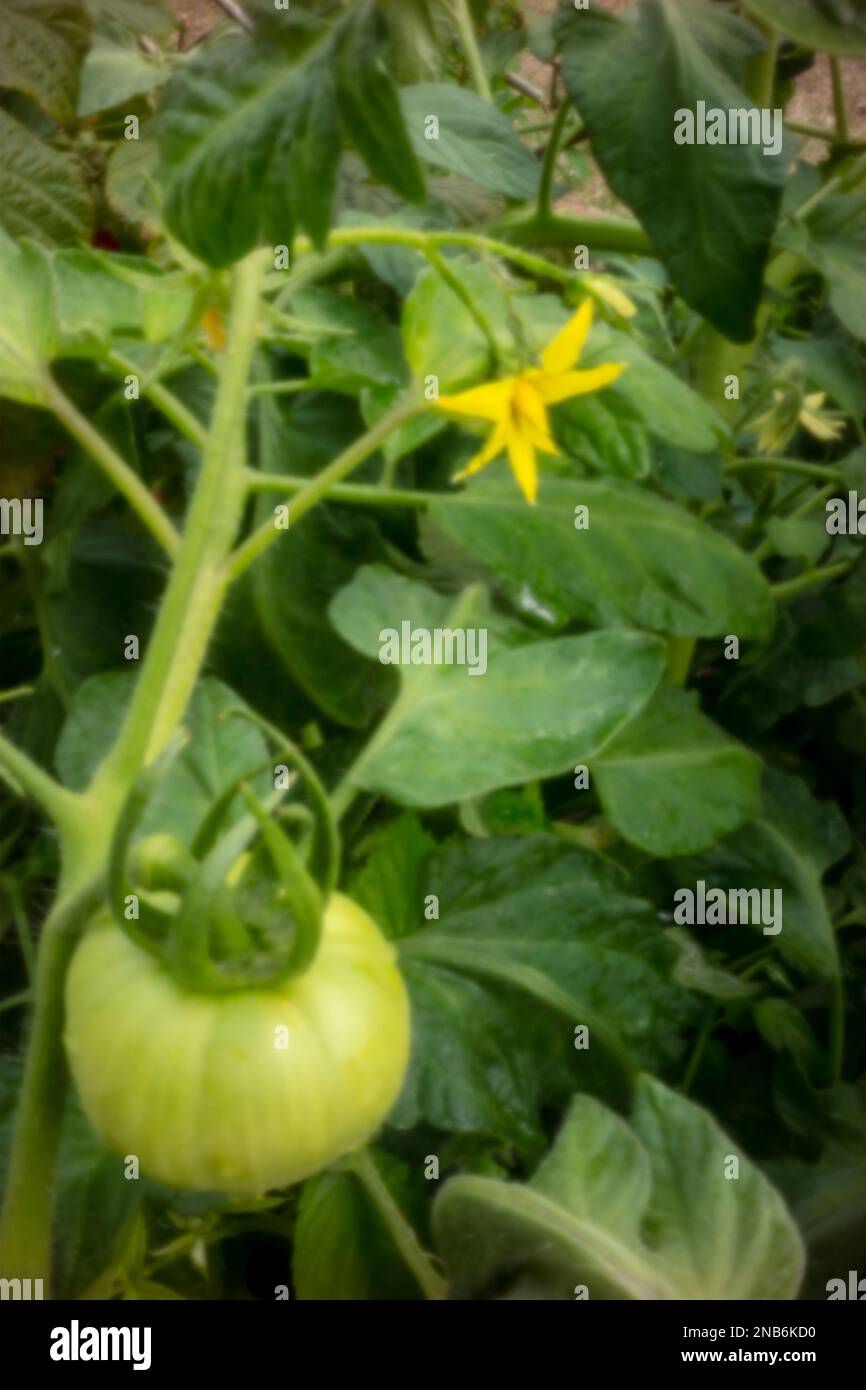 Tomato Vine main image 0