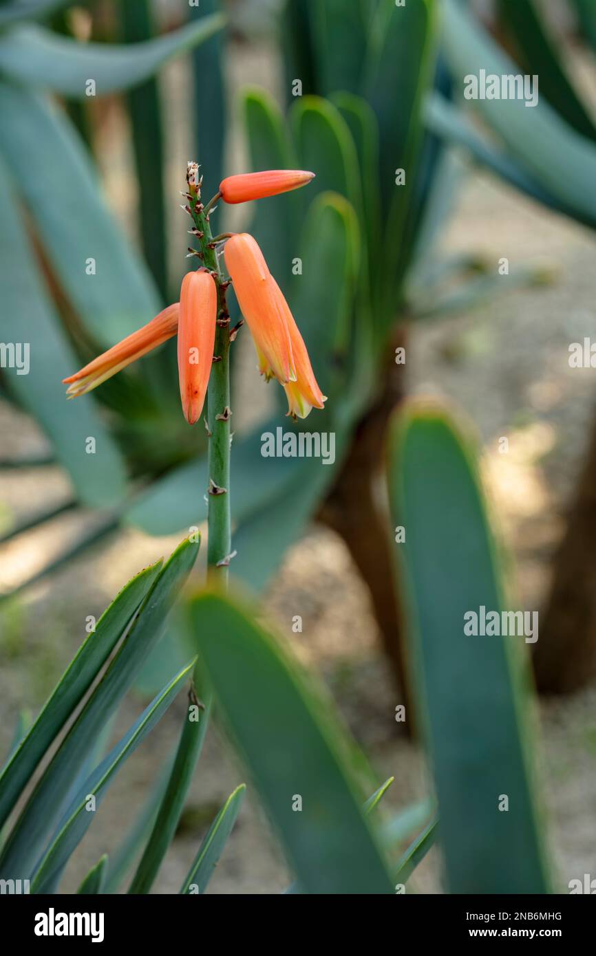 Close up flowering spike of Kumara Plicatilis, Aloe plicatilis, fan-aloe, in the La Orotava Climatisation Garden,Teneriffe, Canary Islands, winter sun Stock Photo
