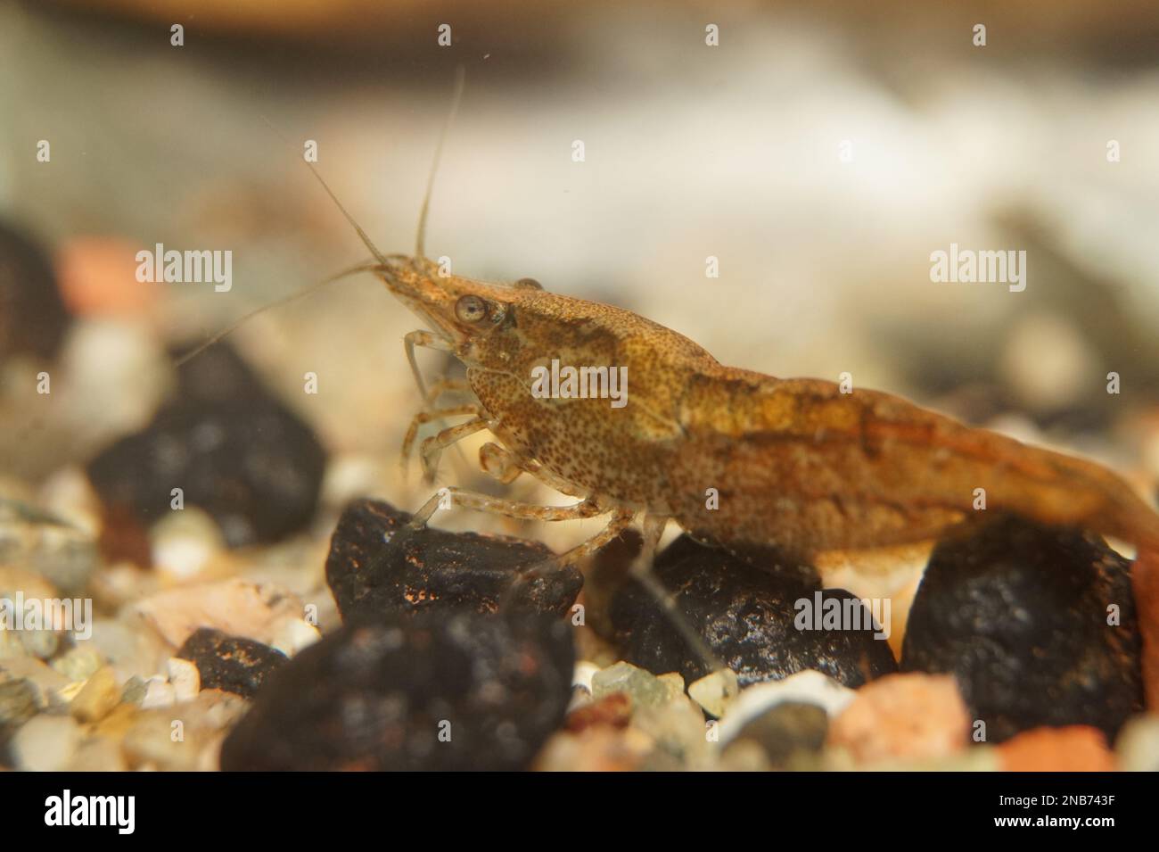 A closeup of a small neocaridina shrimp in an aquarium Stock Photo