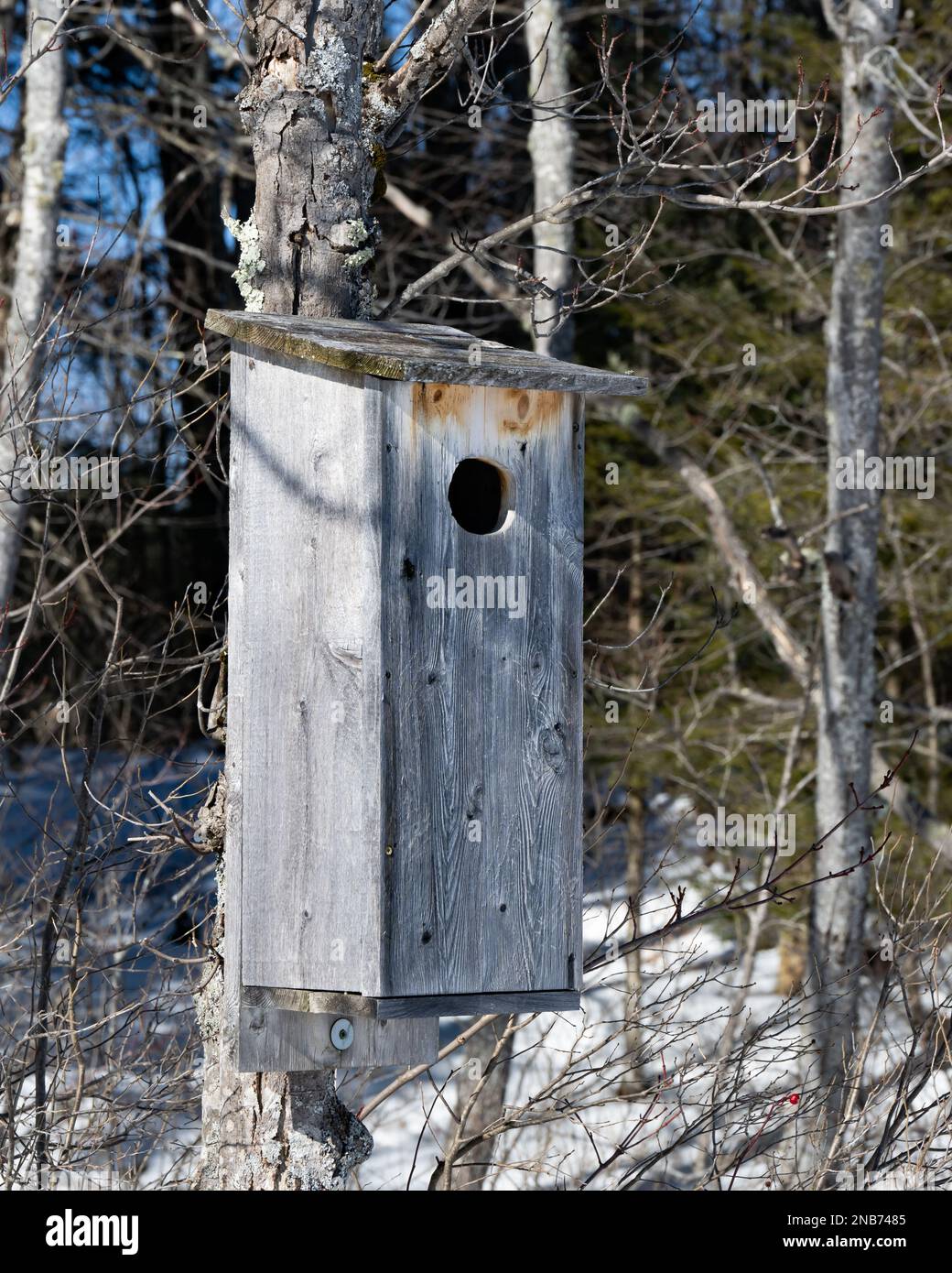 A wood duck house in winter along the banks of a river in the Adirondack Mountains, NY Stock Photo