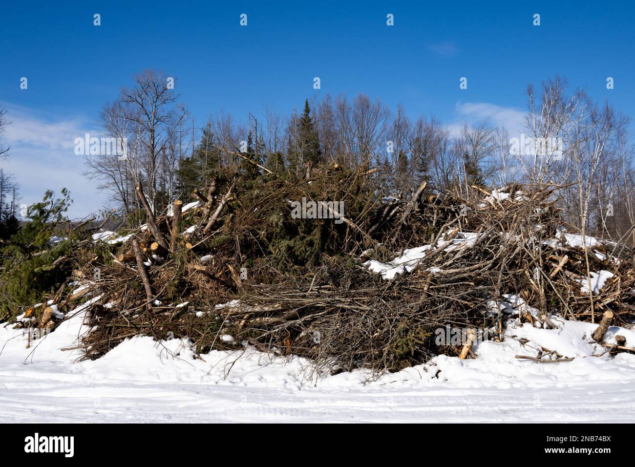 A large pile of tree branches and brush piled up in the winter for shredding into mulch in Speculator, NY Stock Photo