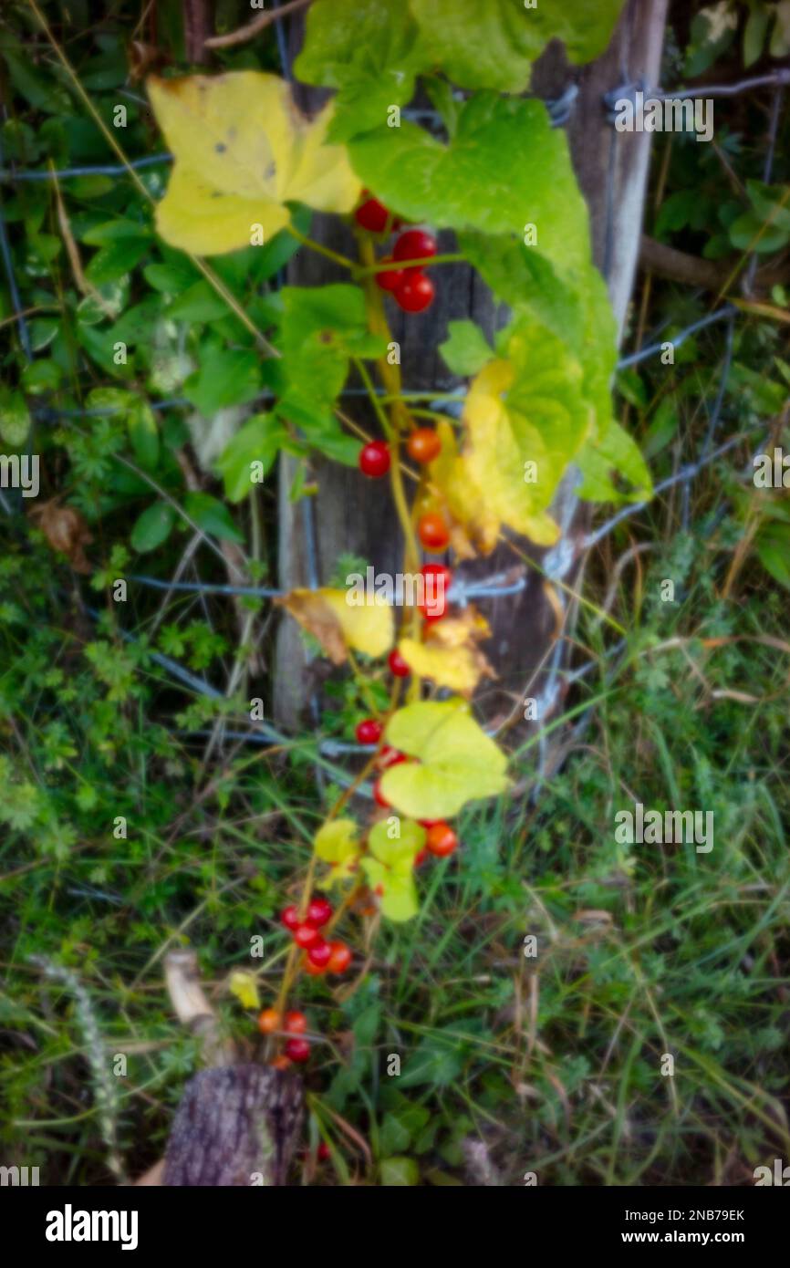 Close up natural environmental plant portrait of Black Bryony, Dioscorea Communis, lady’s-seal, black bindweed. Stock Photo
