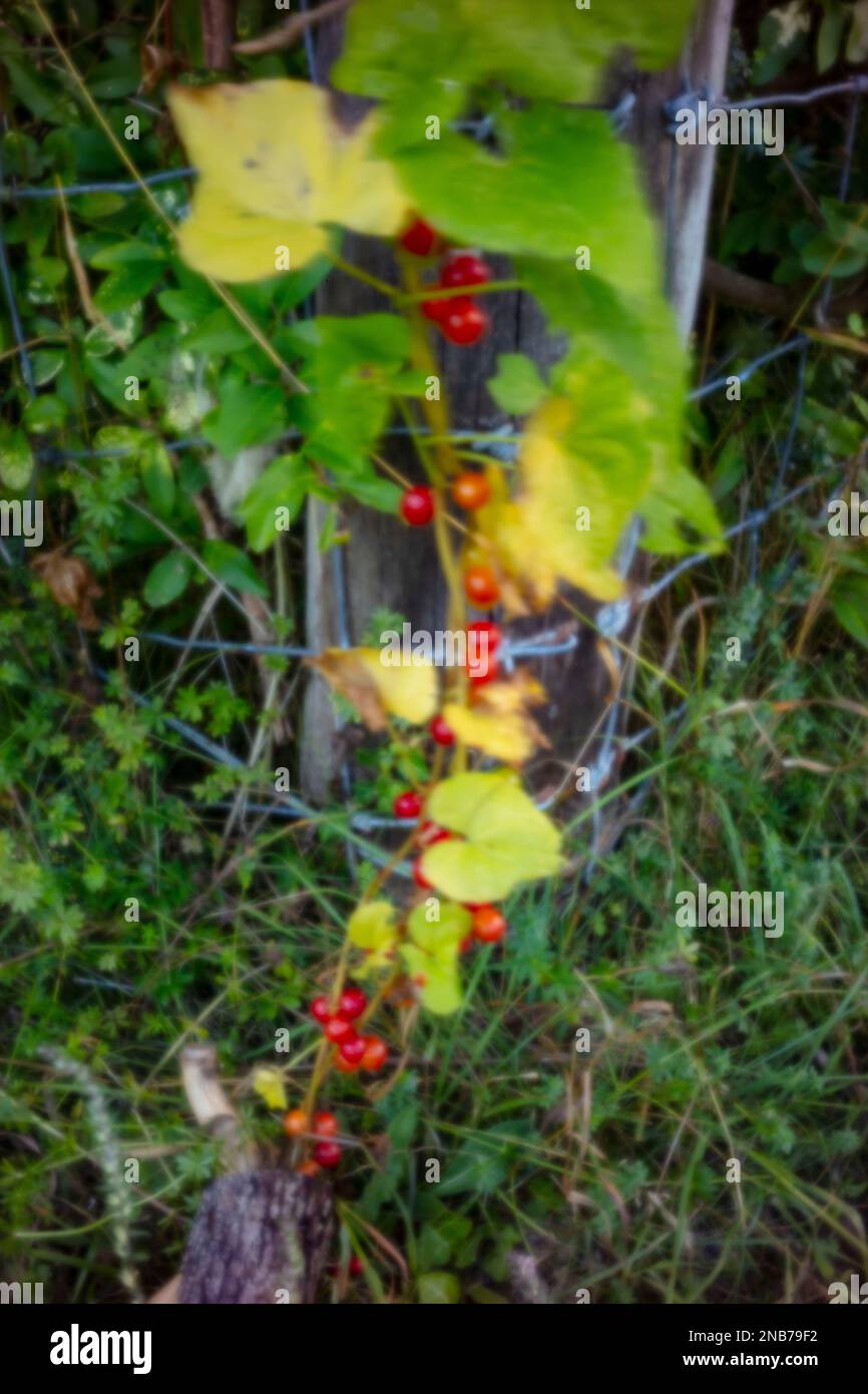 Close up natural environmental plant portrait of Black Bryony, Dioscorea Communis, lady’s-seal, black bindweed. Stock Photo