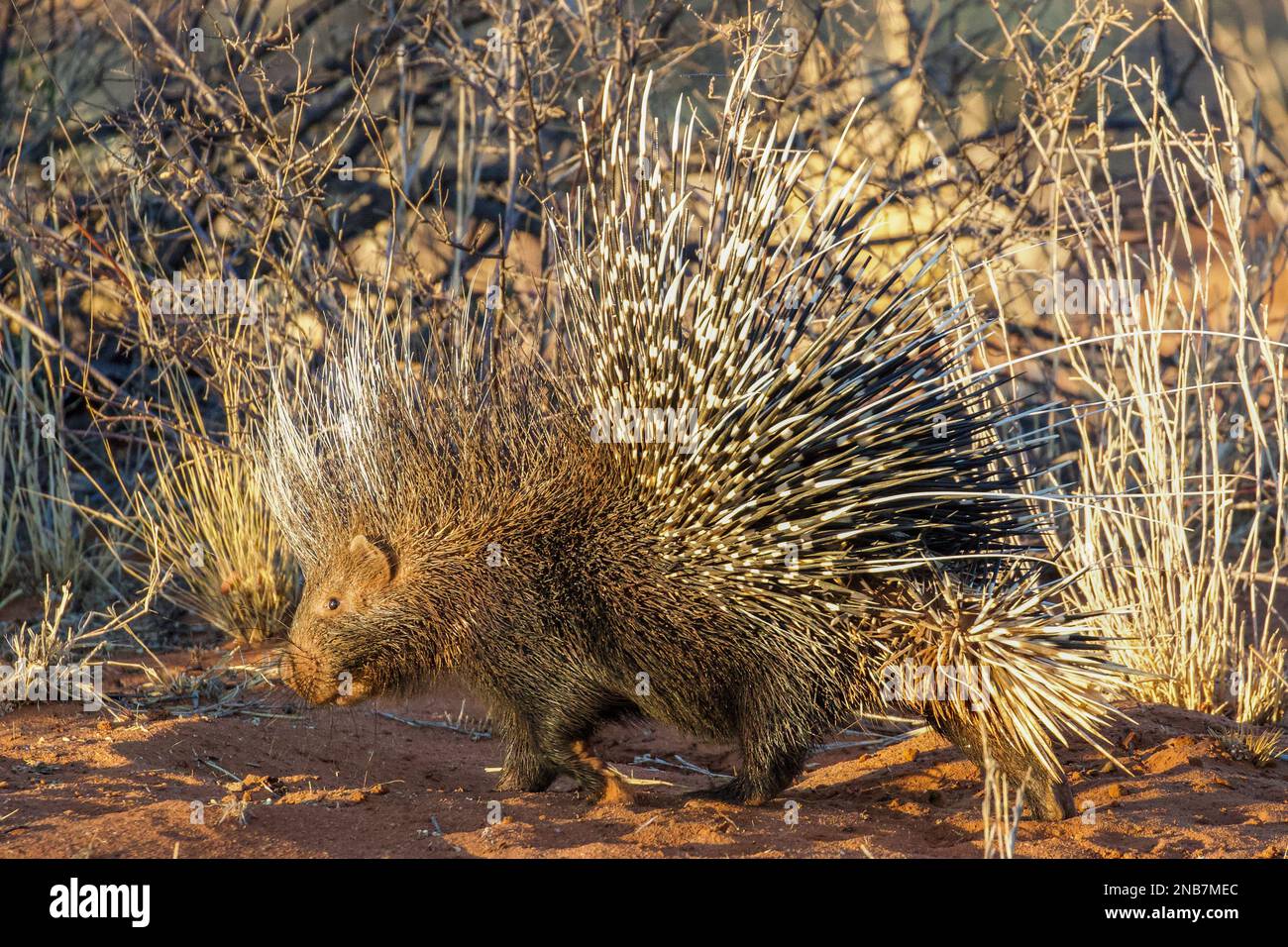 African crested porcupine (Hystrix cristata), or crested porcupine, at South Africa's Tswalu Private Game Reserve in the Kalahari desert. Stock Photo