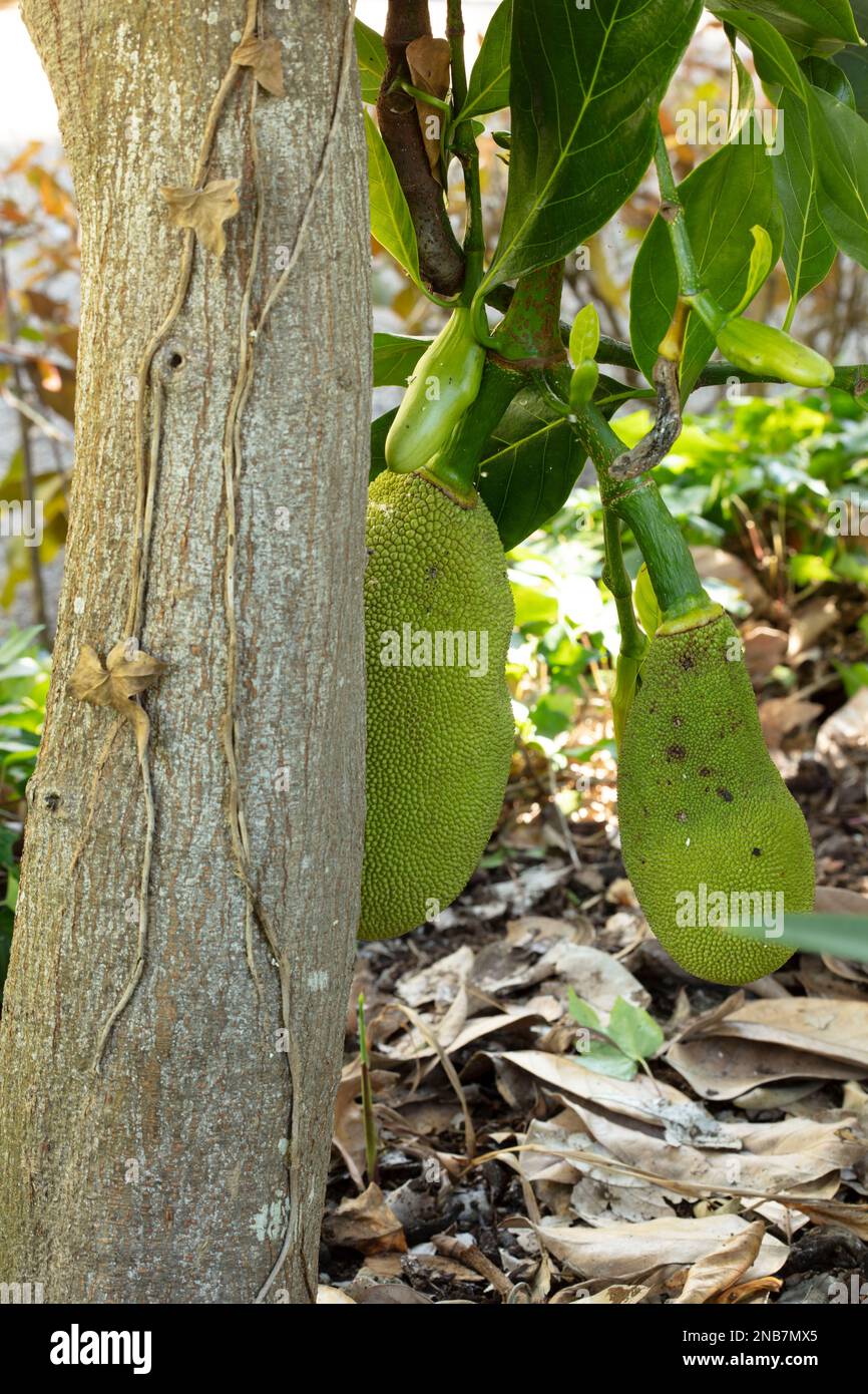 Natural fruit environmental tree portrait of Jackfruit, Artocarpus