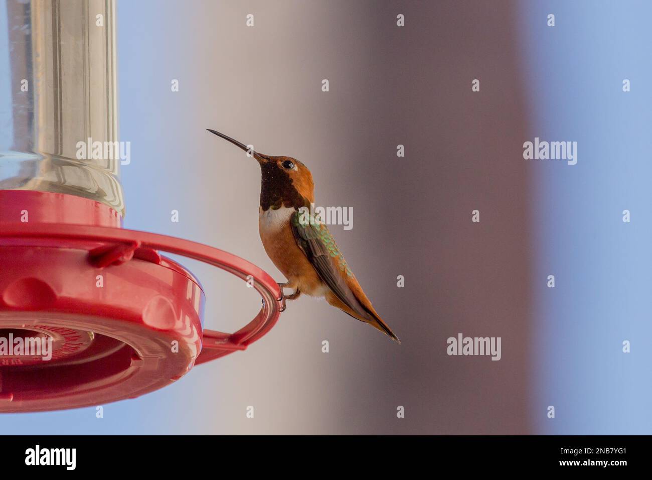 Rufous Hummingbird  ( Selasphorus rufuson ) on a garden feeder in Southern California, USA Stock Photo