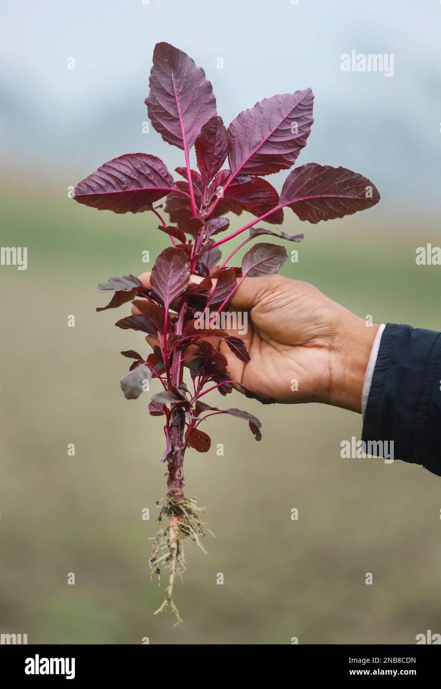 Red amaranth freshly harvested in a farmers hand Stock Photo