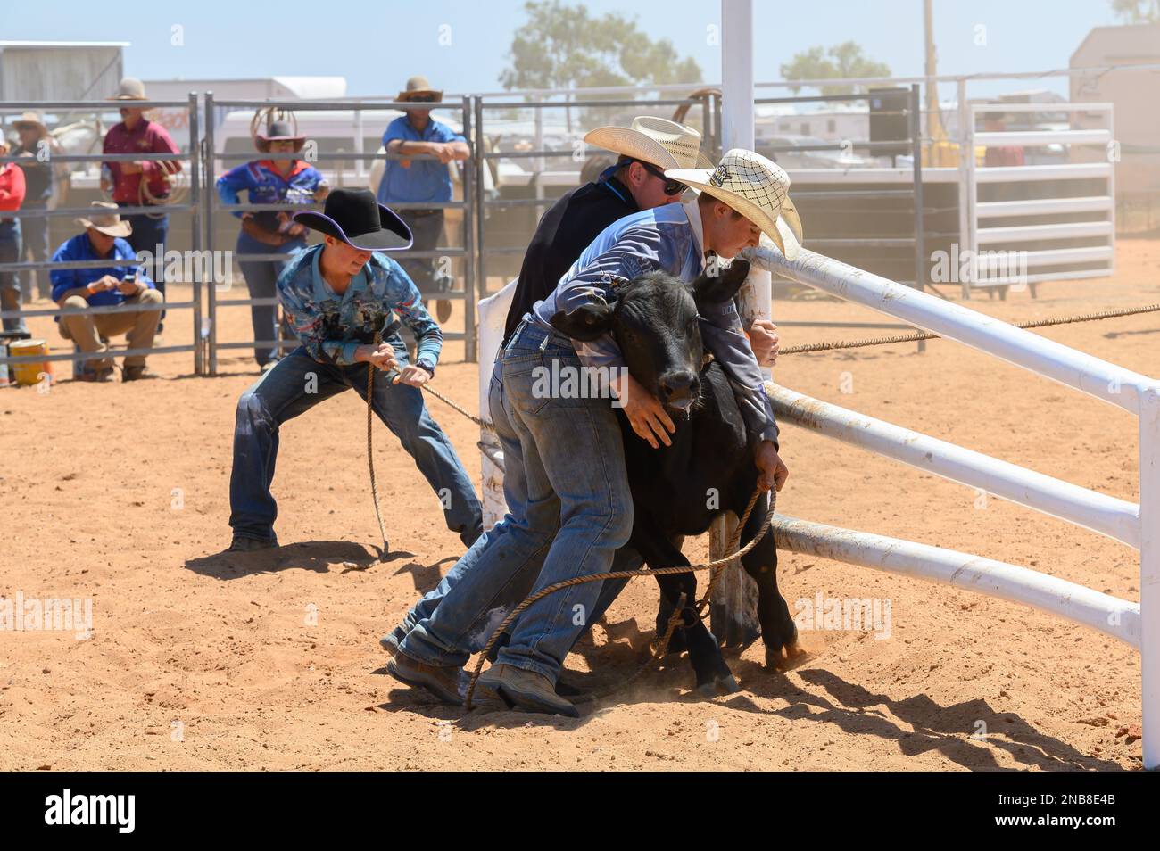 Bronco branding is a timed event where a catcher ropes a calf in a mob of cattle and leads it to a branding post where team members secure and mark it Stock Photo