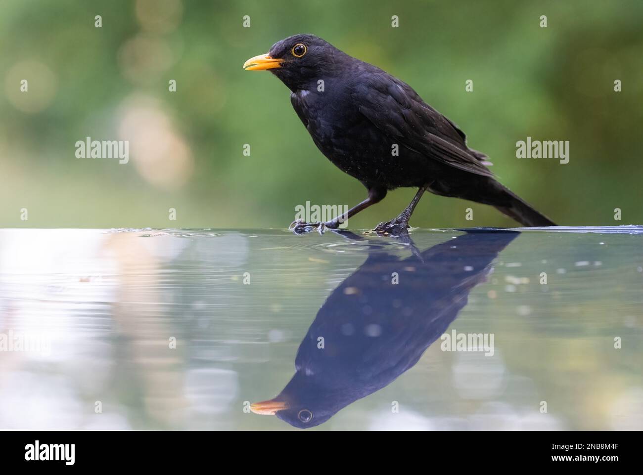 Blackbird [ Turdud merula ] Male bird on edge of reflection pool Stock ...