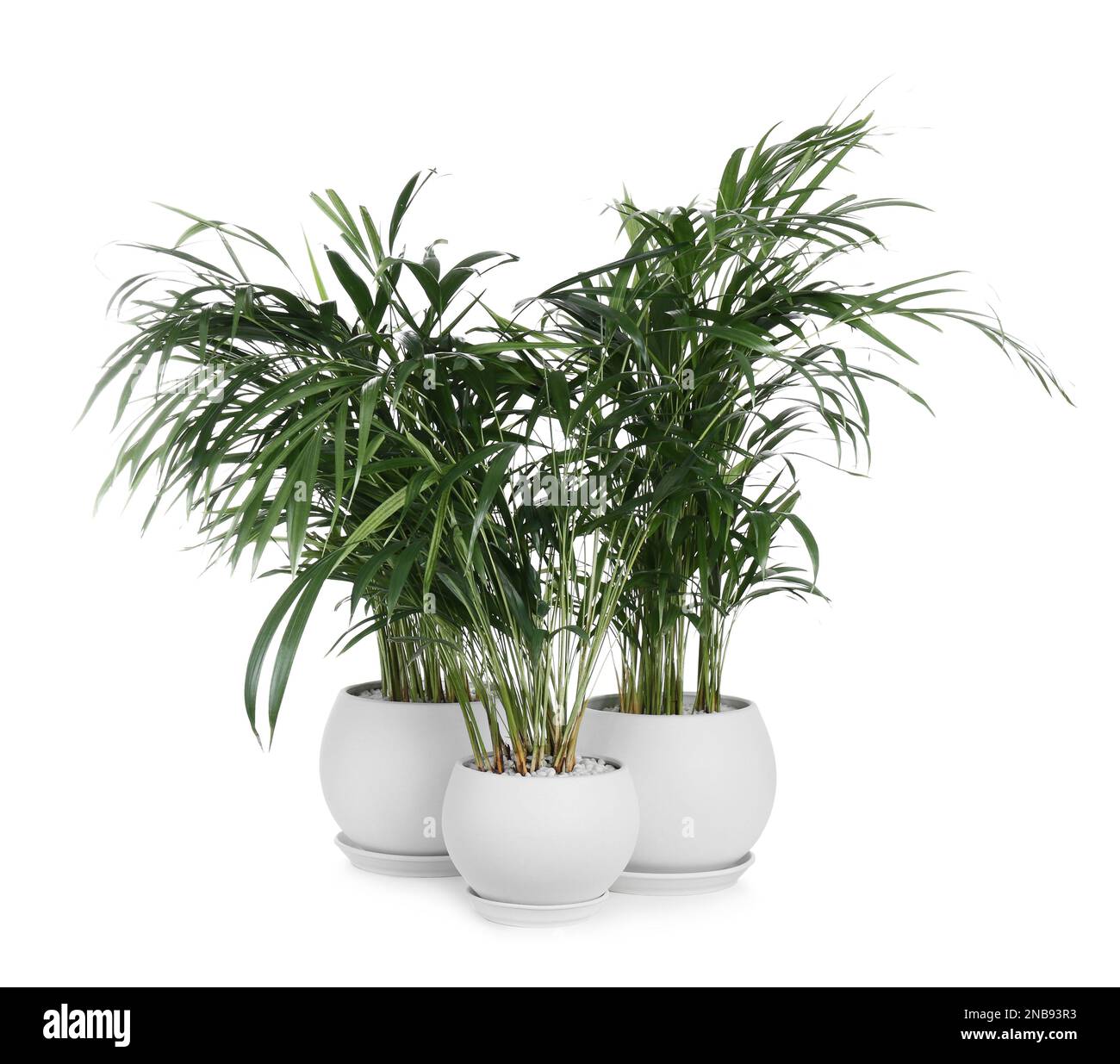 Beautiful exotic house plants on white background Stock Photo Alamy