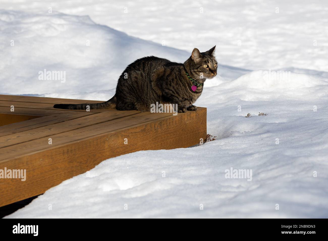 Close up portrait view of a gray striped tabby cat sitting on a wooden deck bench, surrounded with deep white snow, on a winter day Stock Photo