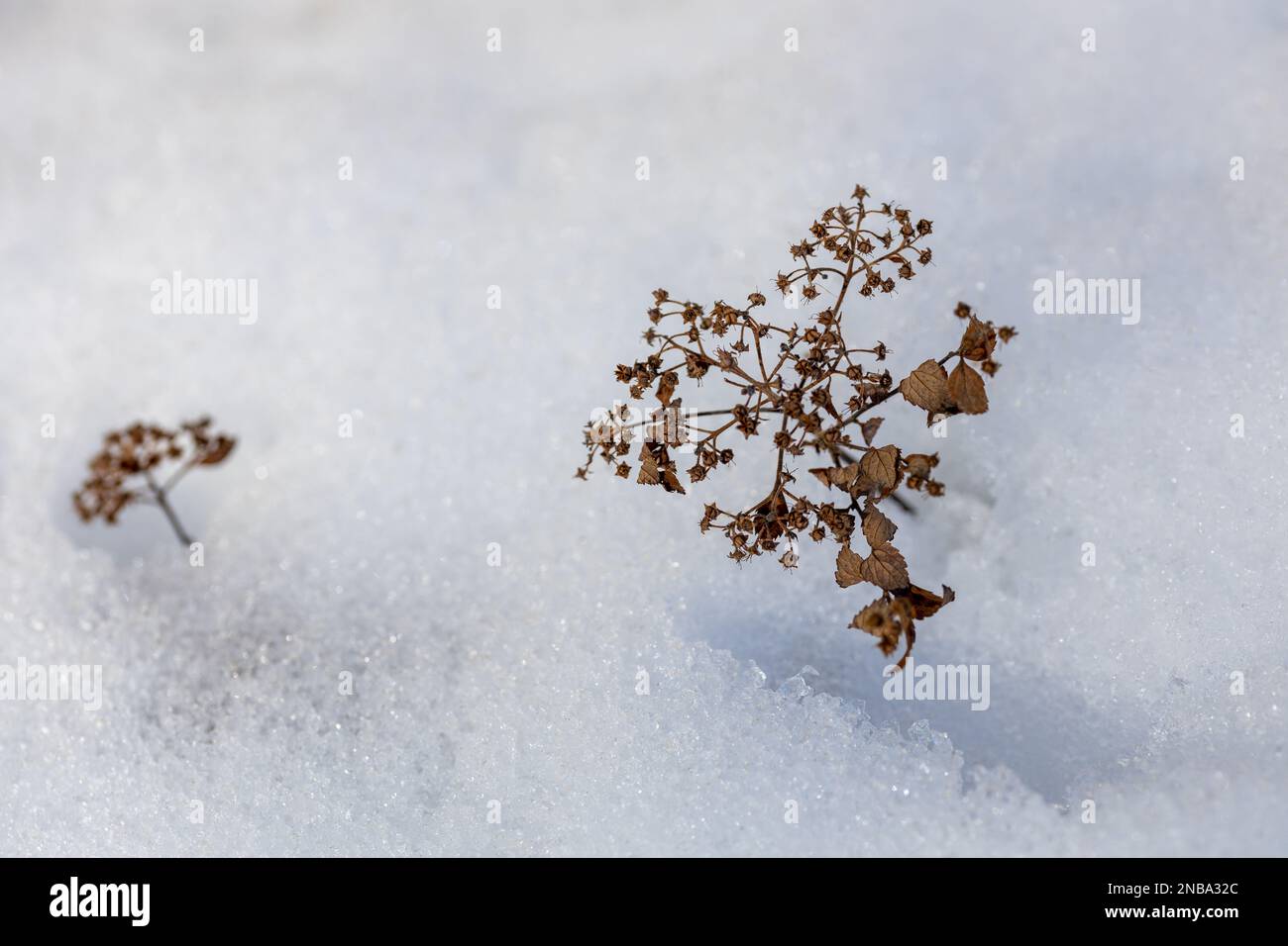 Full frame abstract texture background view of withered and dried spirea flowers and stems poking through snow in winter Stock Photo