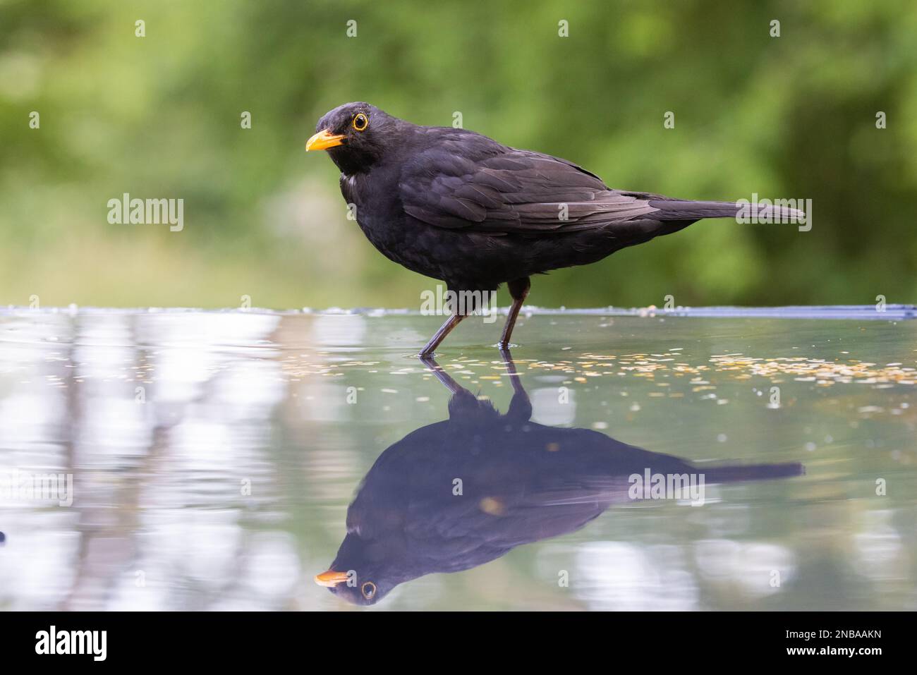 Blackbird [Turdus merula ] Male bird standing in reflection pool Stock ...